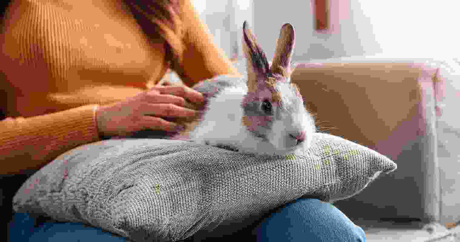 Pamperings