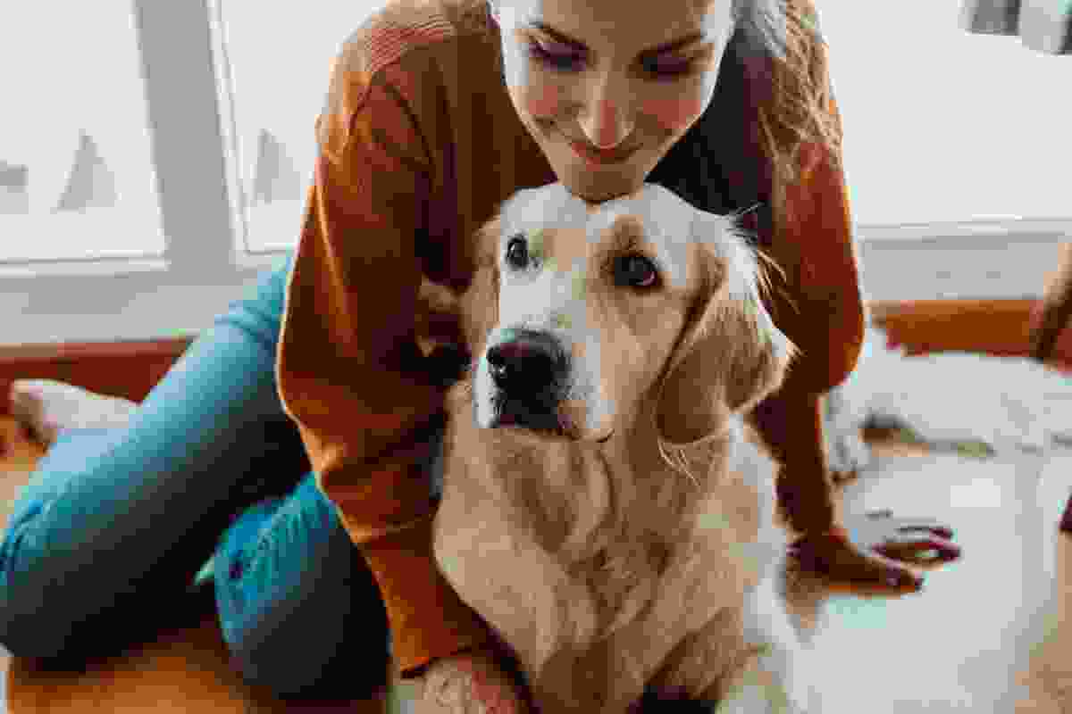 Pet-Daycare-img