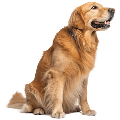 home1-dog-img